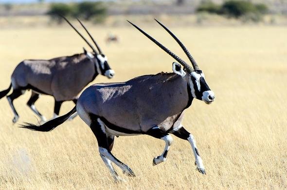What To Do If You Encounter A Oryx In The Wild