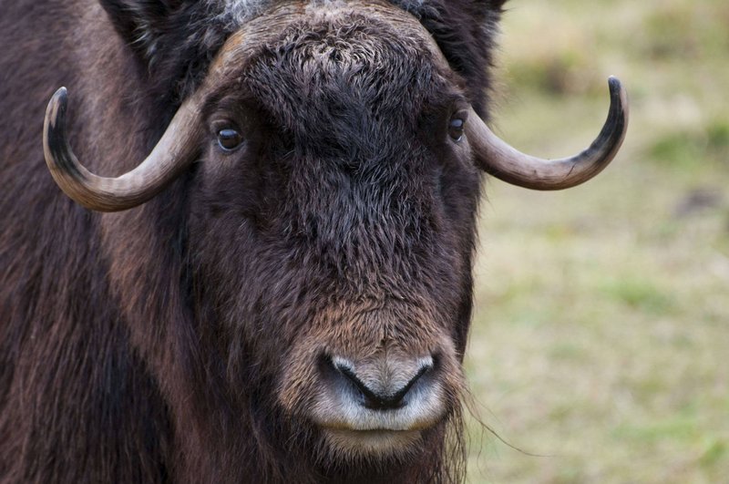 What To Do If You Encounter A Ox In The Wild