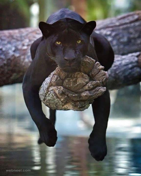 What To Do If You Encounter A Panther In The Wild