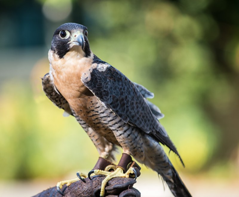 What To Do If You Encounter A Peregrine Falcon In The Wild