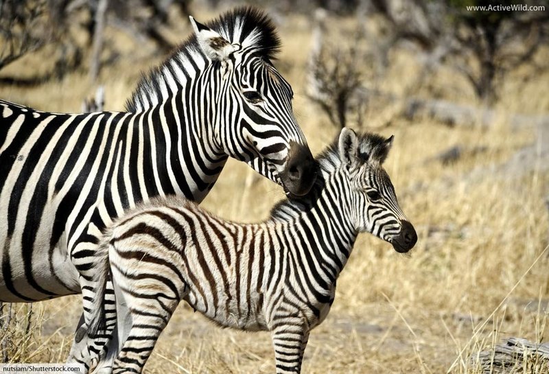 What To Do If You Encounter A Plains Zebra In The Wild