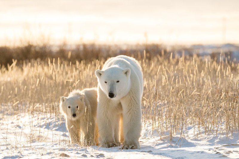 What To Do If You Encounter A Polar Bear In The Wild