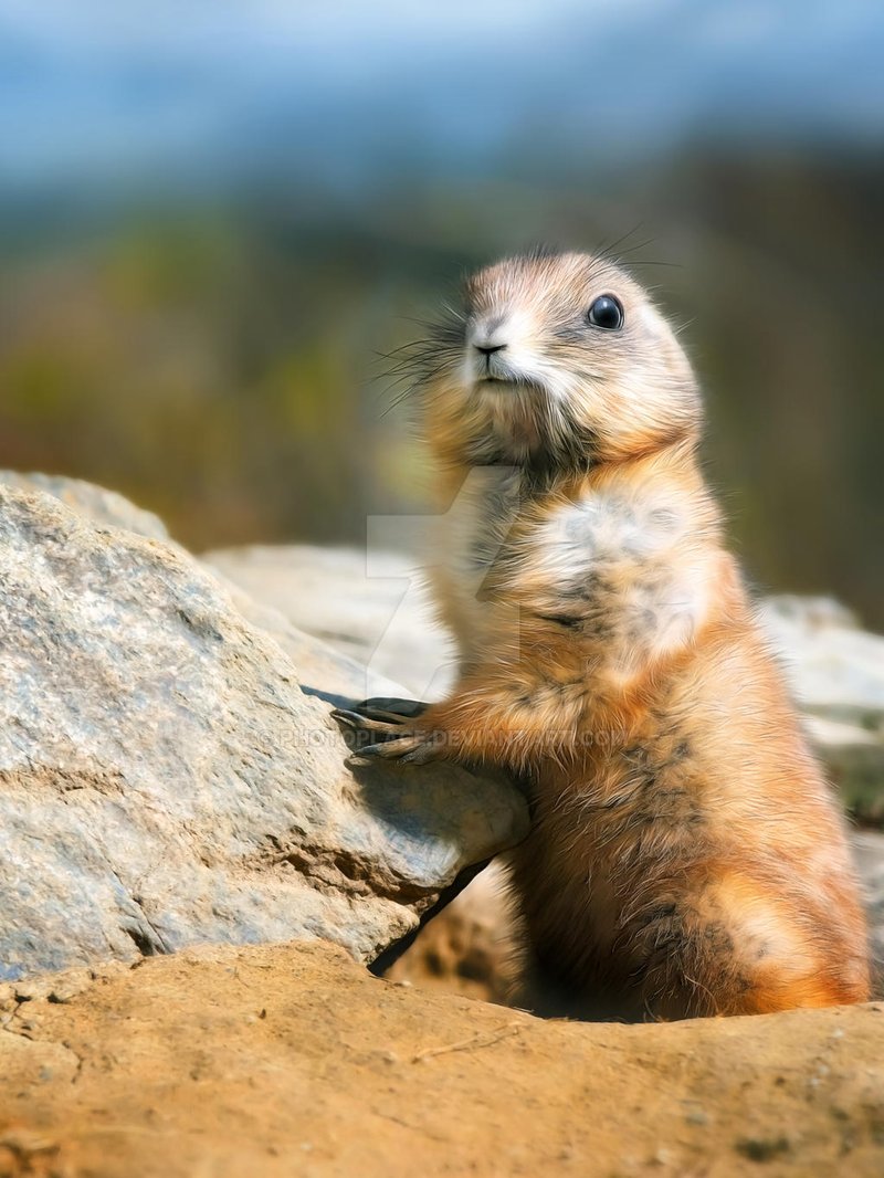 What To Do If You Encounter A Prairie Dog In The Wild
