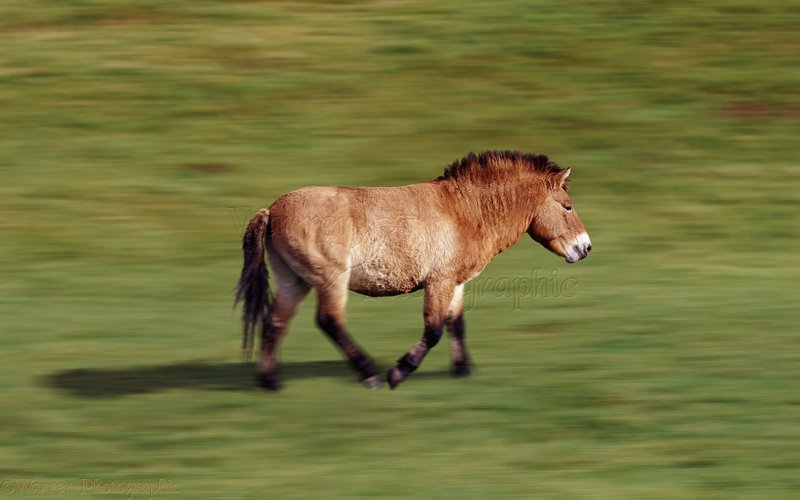 What To Do If You Encounter A Przewalskiâ€™S Horse In The Wild