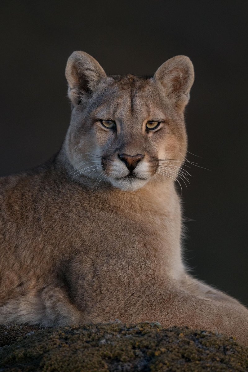 What To Do If You Encounter A Puma In The Wild