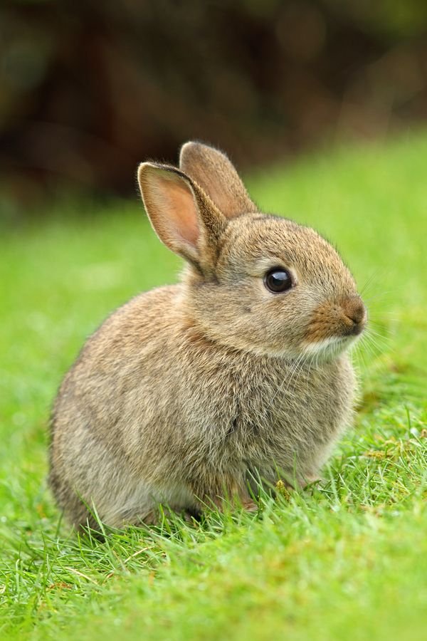 What To Do If You Encounter A Rabbit In The Wild