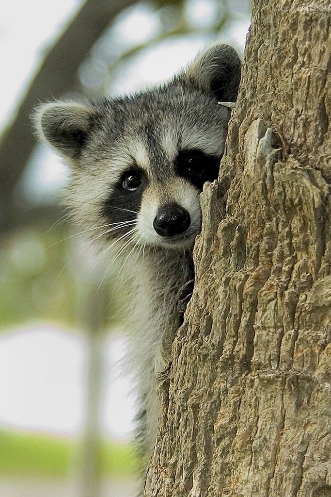What To Do If You Encounter A Raccoon In The Wild
