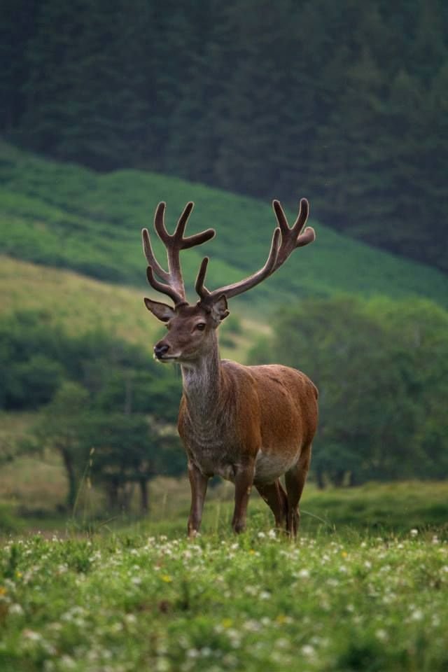 What To Do If You Encounter A Red Deer In The Wild
