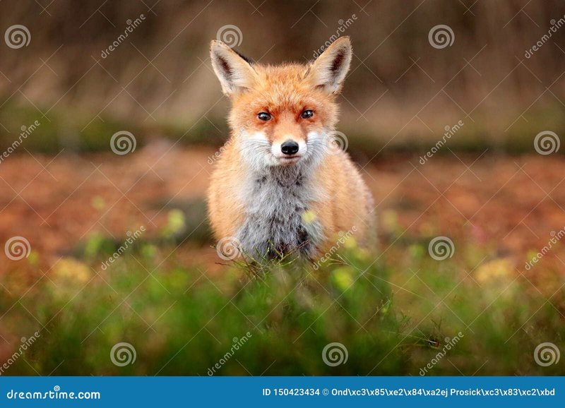 What To Do If You Encounter A Red Fox In The Wild
