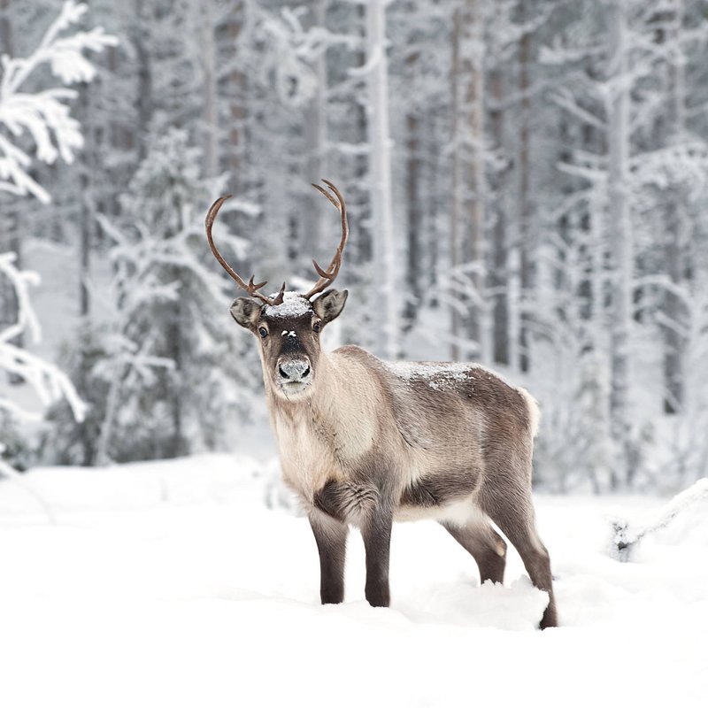 What To Do If You Encounter A Reindeer In The Wild