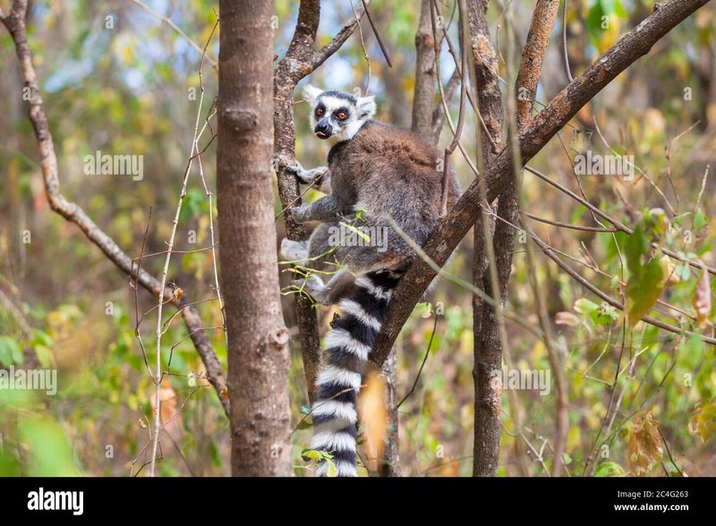 What To Do If You Encounter A Ring-Tailed Lemur In The Wild