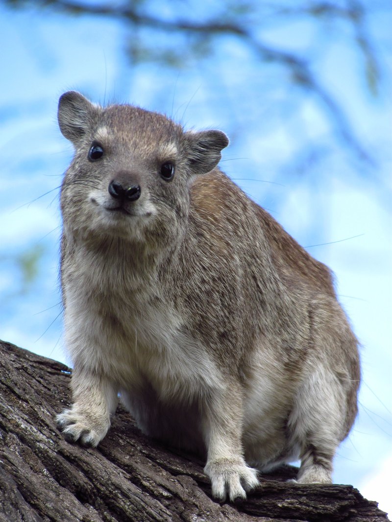 What To Do If You Encounter A Rock Hyrax In The Wild