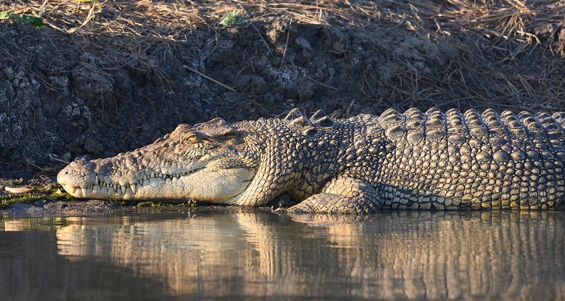 What To Do If You Encounter A Saltwater Crocodile In The Wild