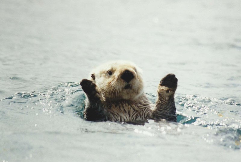 What To Do If You Encounter A Sea Otter In The Wild