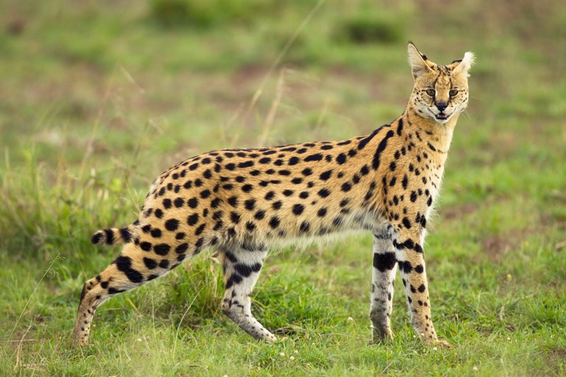 What To Do If You Encounter A Serval In The Wild