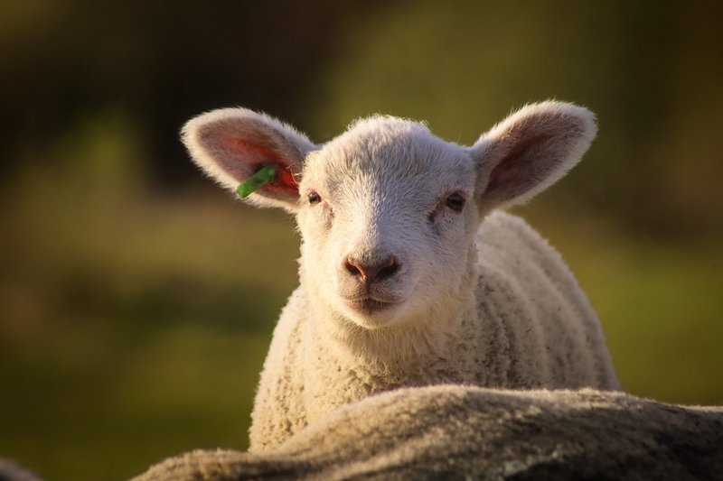 What To Do If You Encounter A Sheep In The Wild