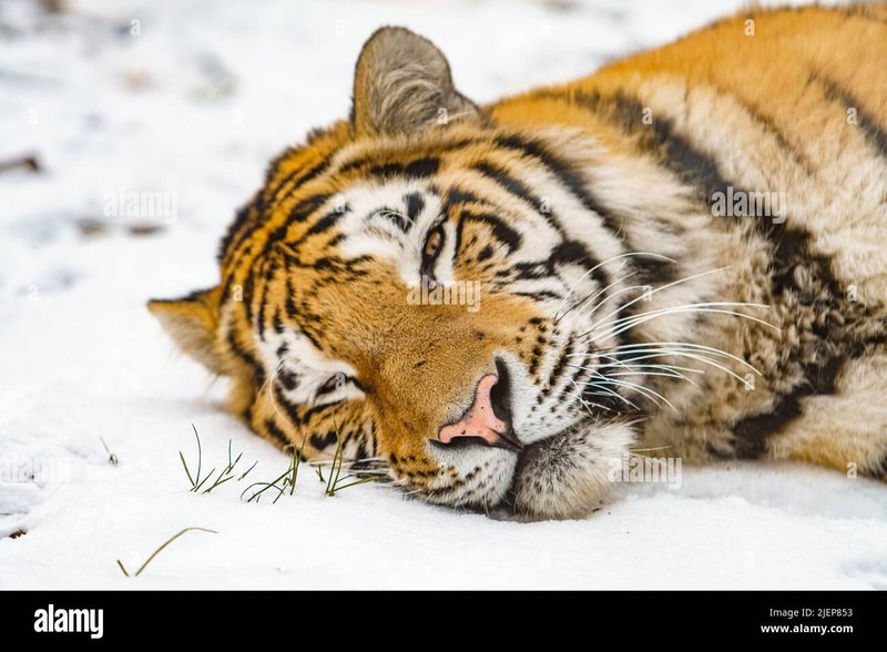 What To Do If You Encounter A Siberian Tiger In The Wild