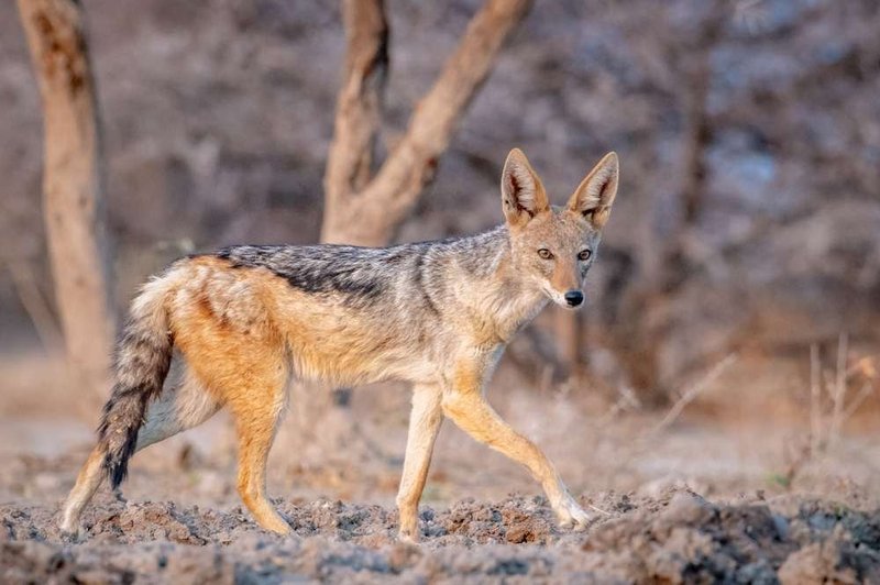 What To Do If You Encounter A Side-Striped Jackal In The Wild