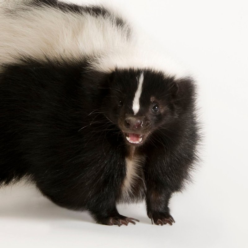 What To Do If You Encounter A Skunk In The Wild