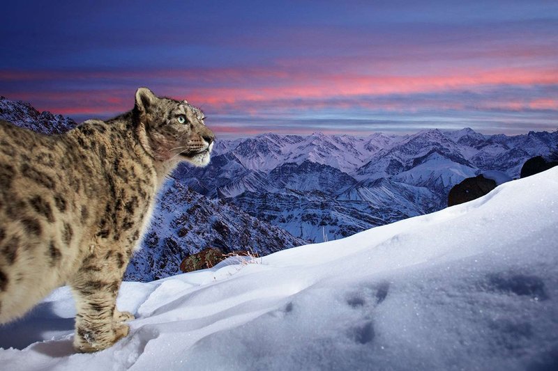 What To Do If You Encounter A Snow Leopard In The Wild