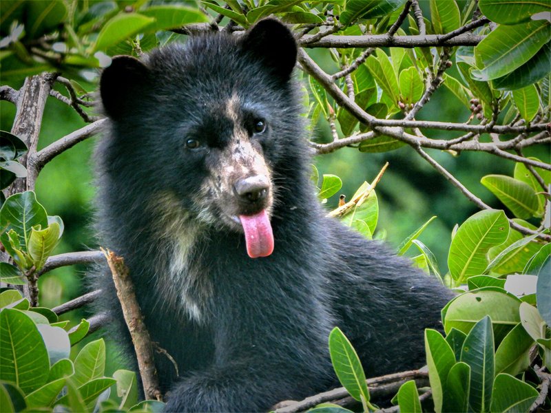 What To Do If You Encounter A Spectacled Bear In The Wild