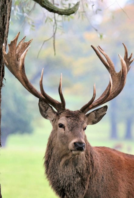 What To Do If You Encounter A Stag In The Wild