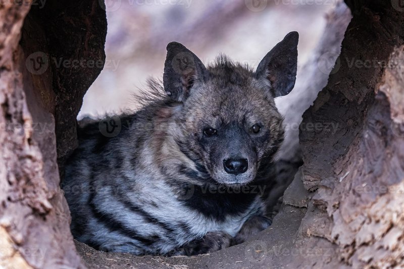 What To Do If You Encounter A Striped Hyena In The Wild