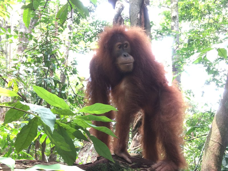 What To Do If You Encounter A Sumatran Orangutan In The Wild