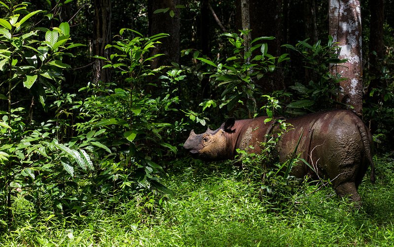 What To Do If You Encounter A Sumatran Rhinoceros In The Wild