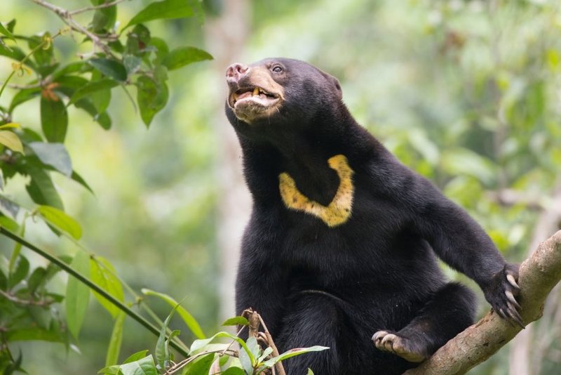 What To Do If You Encounter A Sun Bear In The Wild