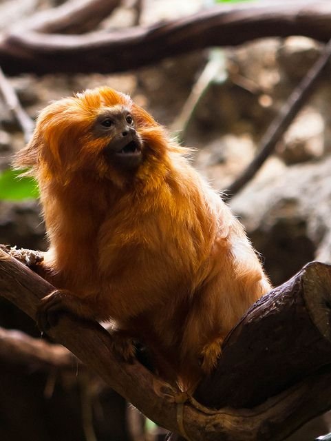 What To Do If You Encounter A Tamarin In The Wild