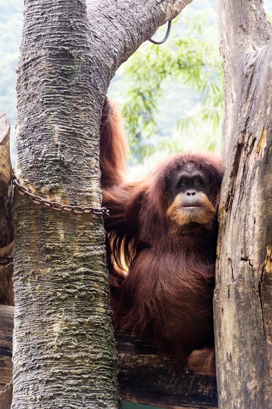 What To Do If You Encounter A Tapanuli Orangutan In The Wild