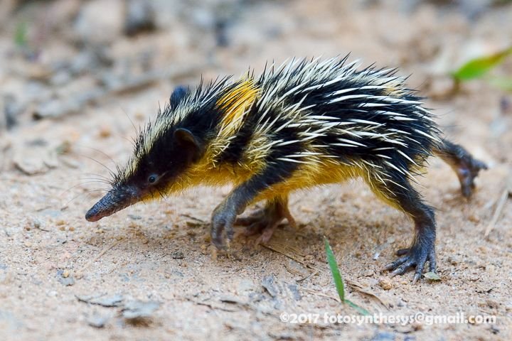 What To Do If You Encounter A Tenrec In The Wild