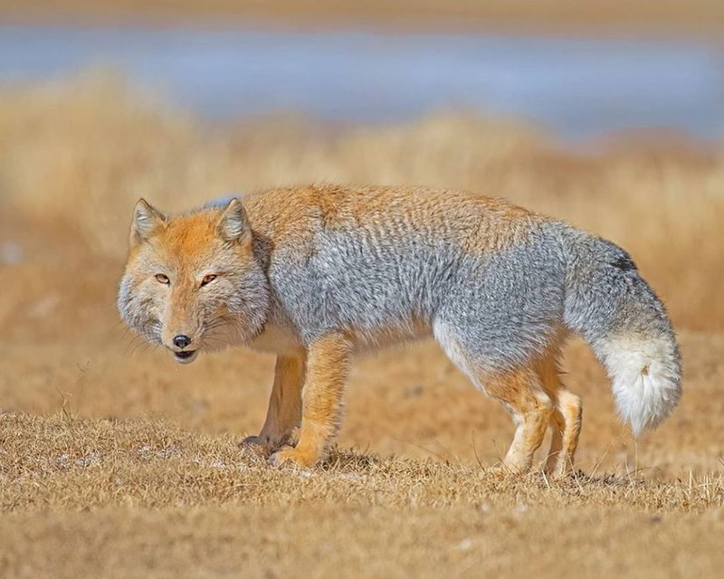 What To Do If You Encounter A Tibetan Fox In The Wild