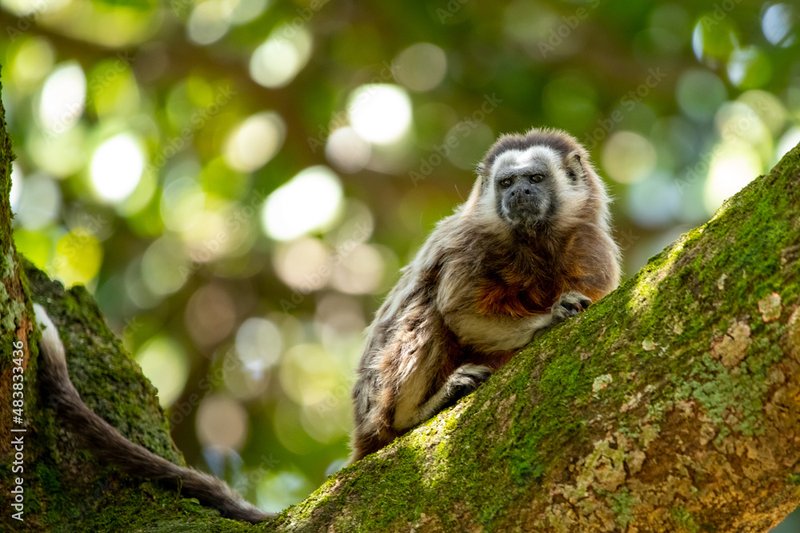 What To Do If You Encounter A Titi Monkey In The Wild