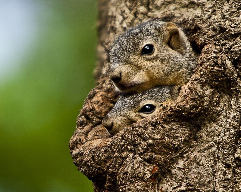 What To Do If You Encounter A Tree Squirrel In The Wild