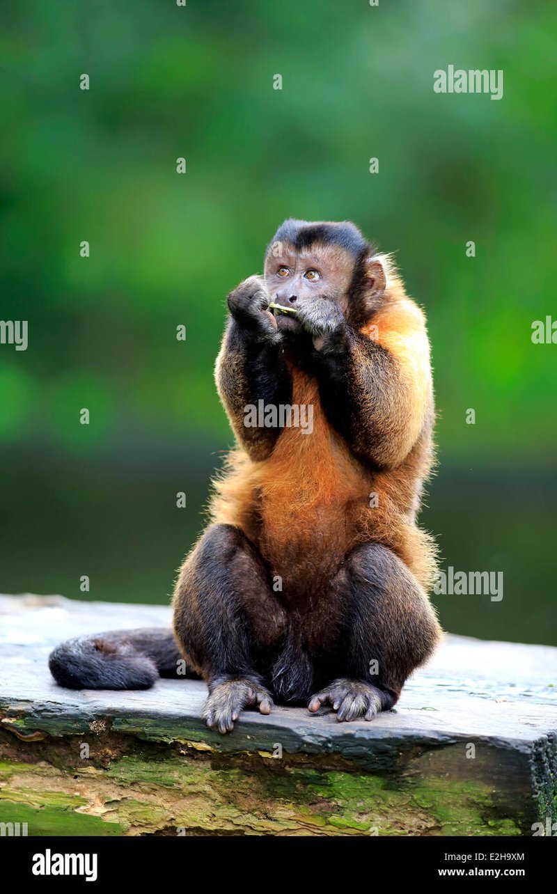 What To Do If You Encounter A Tufted Capuchin In The Wild
