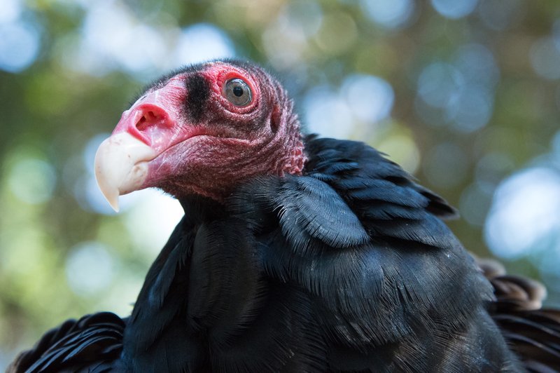 What To Do If You Encounter A Turkey Vulture In The Wild