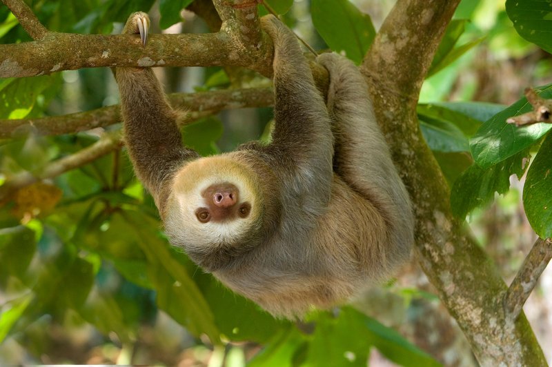What To Do If You Encounter A Two-Toed Sloth In The Wild
