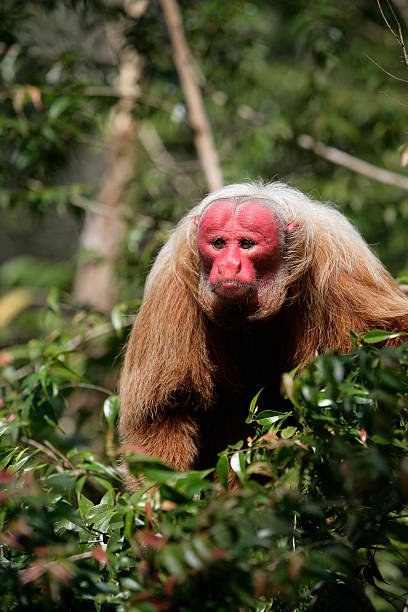 What To Do If You Encounter A Uakari In The Wild