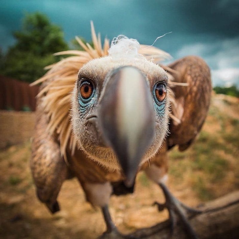 What To Do If You Encounter A Vulture In The Wild