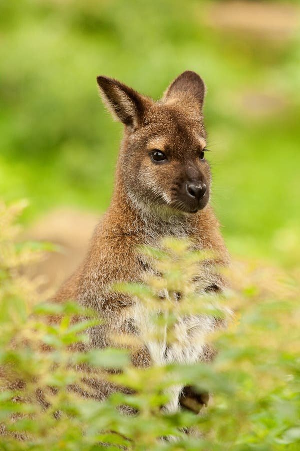 What To Do If You Encounter A Wallaby In The Wild
