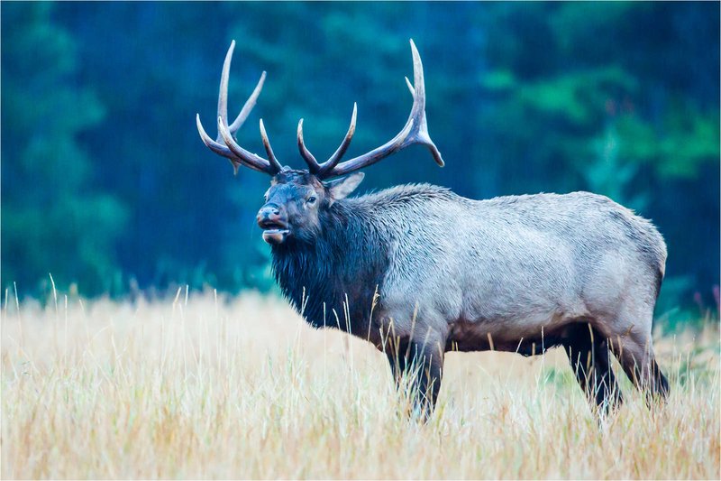 What To Do If You Encounter A Wapiti In The Wild