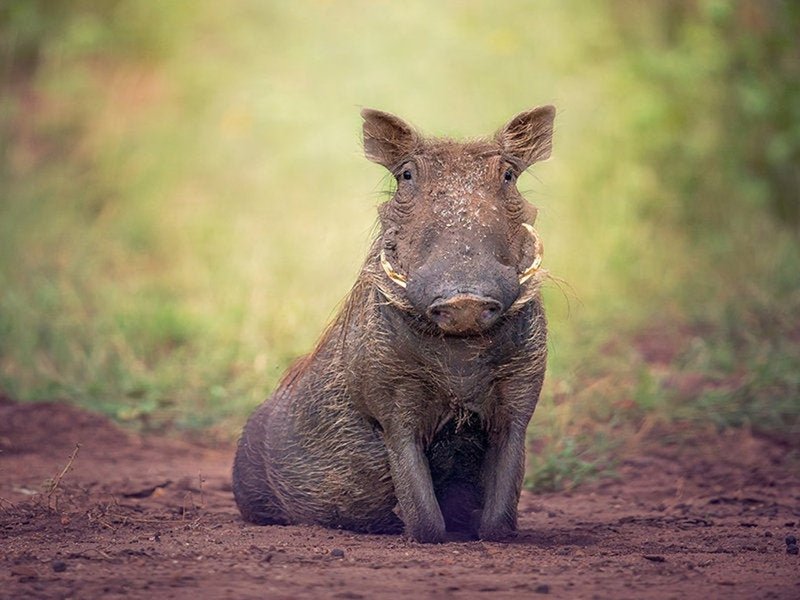 What To Do If You Encounter A Warthog In The Wild