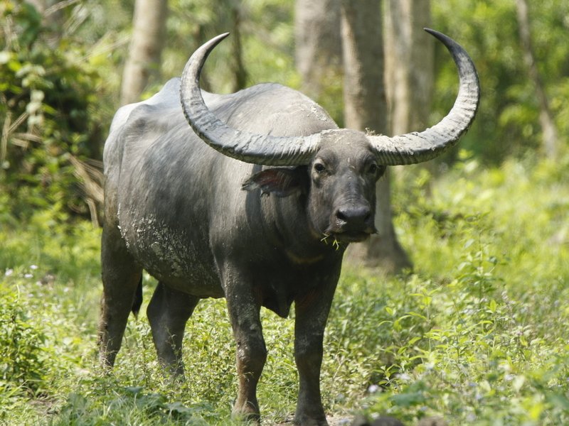 What To Do If You Encounter A Water Buffalo In The Wild