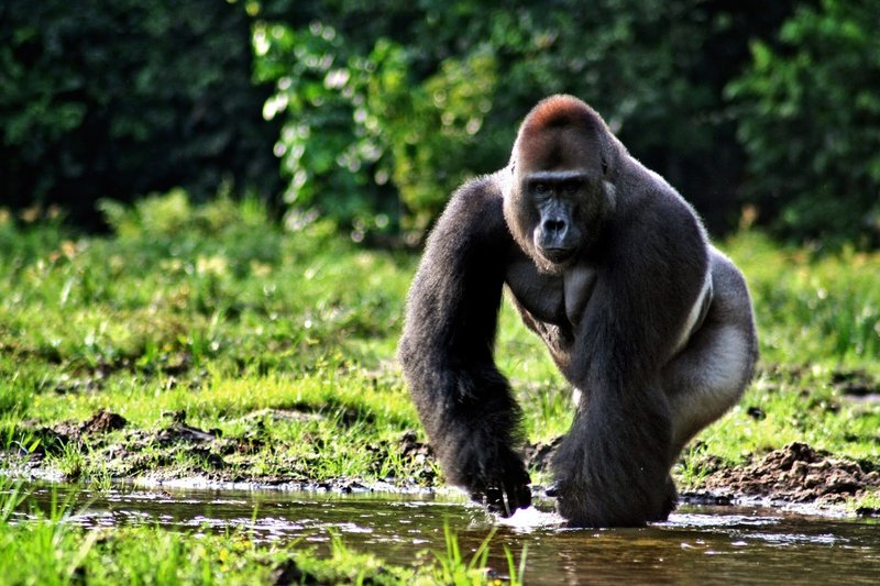 What To Do If You Encounter A Western Gorilla In The Wild