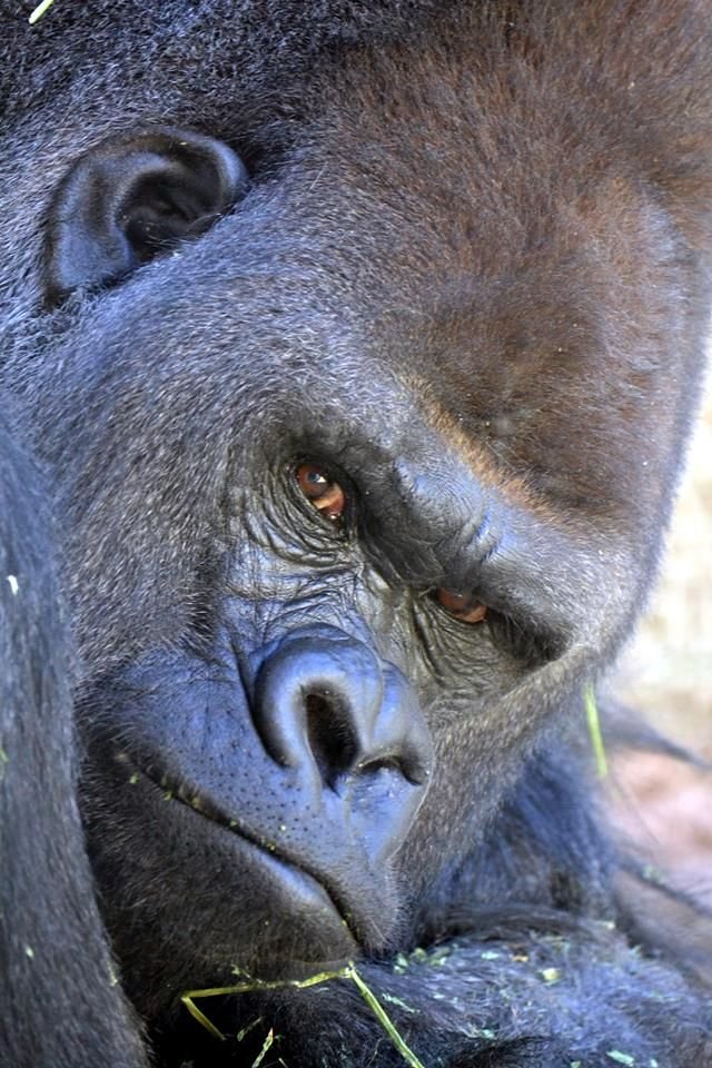 What To Do If You Encounter A Western Gorilla In The Wild