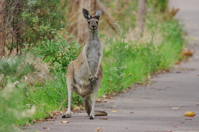 What To Do If You Encounter A Western Grey Kangaroo In The Wild