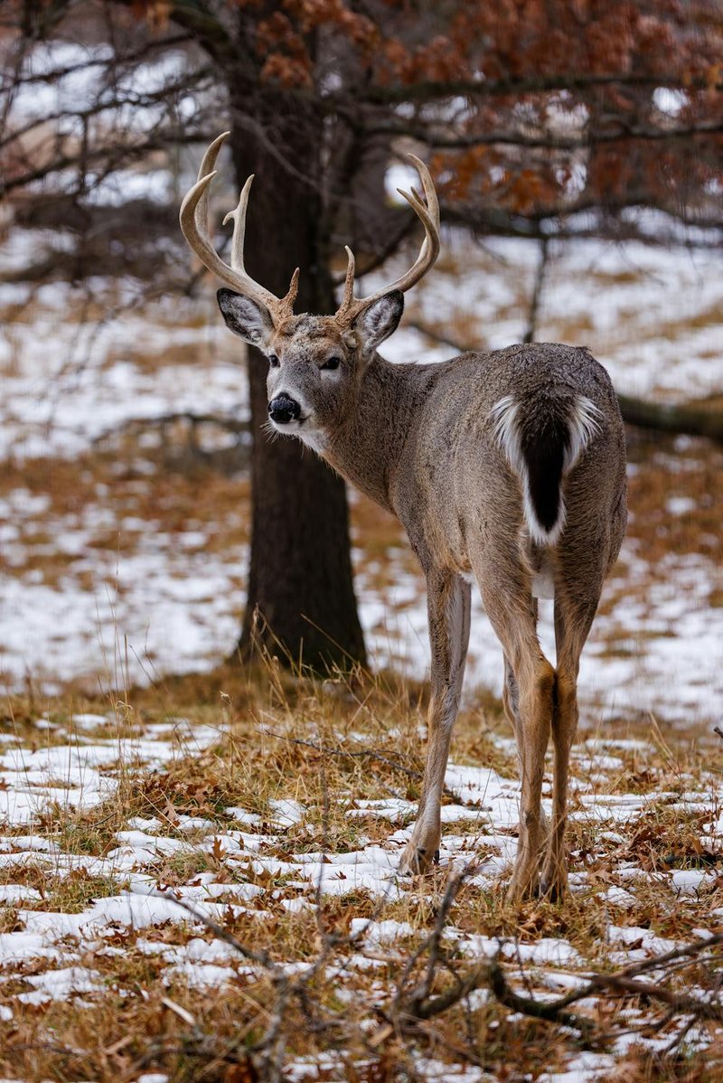 What To Do If You Encounter A White-Tailed Deer In The Wild