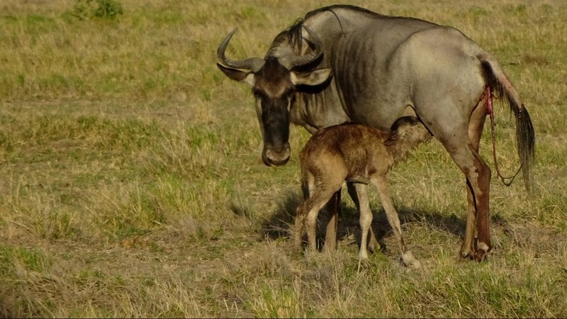 What To Do If You Encounter A Wildebeest In The Wild